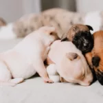 pexels-sergio-souza-3198016