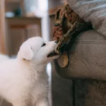 pexels-tanya-gorelova-3860308